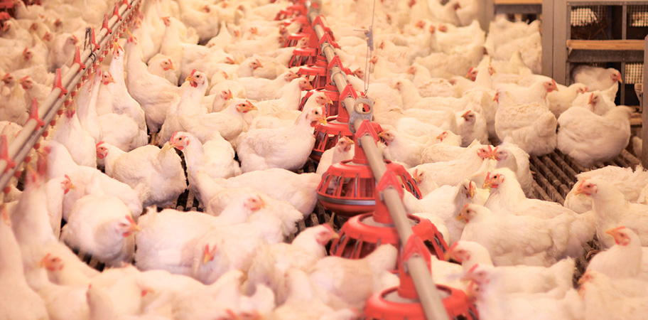 В Украине экспорт мяса птицы превышает импорт в 4 раза – аналитики Pro-Consulting. АПК-Информ